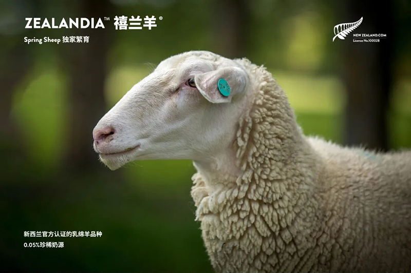 Spring Sheepdȫd׃̷^ע@GCBME05.jpg