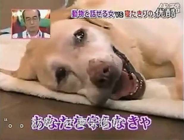 要讓人類聽懂動物的語言，AI還需克服哪些難題？