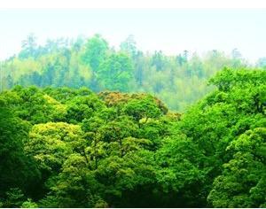 全國碳市場開始階段不搞期貨，不征碳稅，增加林業(yè)碳匯交易