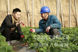 淄博供電：服務特色農業(yè)